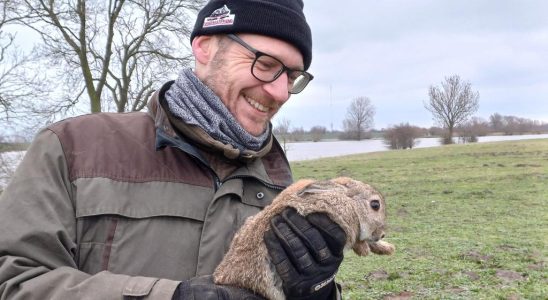Suedholland Kaninchen muessen der Natur in den Duenen Nordhollands helfen