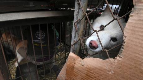 Suedkorea verbietet den Verzehr von Hundefleisch – World