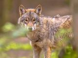 Tierschutz legt Berufung gegen Paintball spielenden zahmen Wolf ein