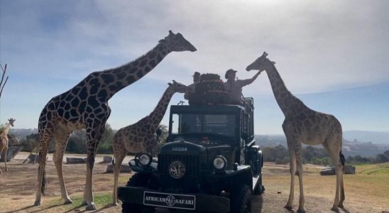 Vernachlaessigte Giraffe findet nach ihrem Umzug nach Mexiko neue Freunde