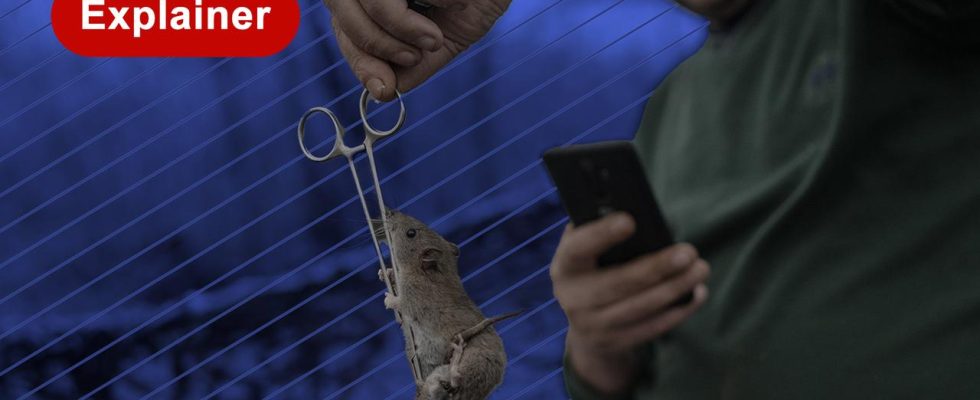 Wie Ratten in Schuetzengraeben den Soldaten in der Ukraine Probleme