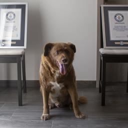 Bobi ist mangels Beweisen definitiv nicht mehr der aelteste Hund