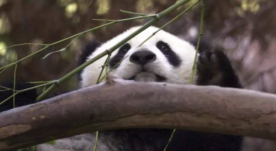 China schickt mehr Pandas in die USA und laeutet damit