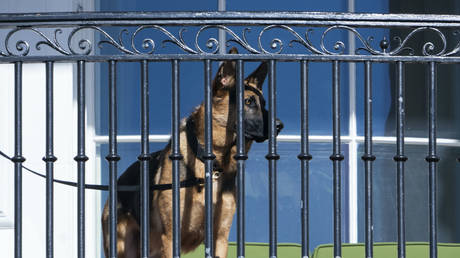 Der Hund der Familie Biden hat den Geheimdienst Dutzende Male
