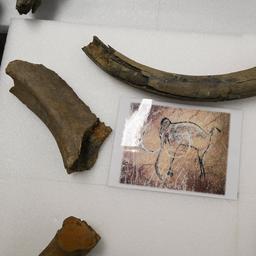 Moeglicherweise 40000 Jahre alte Mammutknochen beim Bau der Bruesseler U Bahn Linie