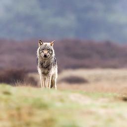 Naturschutzorganisationen fordern Minister auf gegen geringeren Wolfsschutz zu stimmen