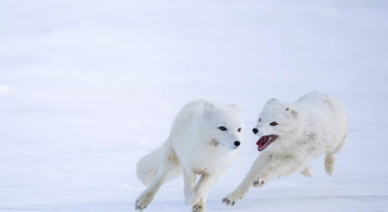 Norwegen hilft den Polarfuechsen bei Klimaproblemen