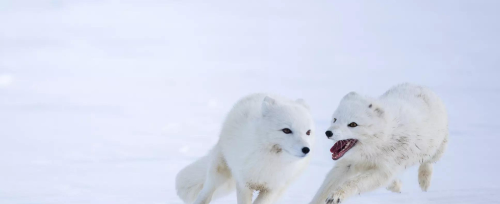 Norwegen hilft den Polarfuechsen bei Klimaproblemen