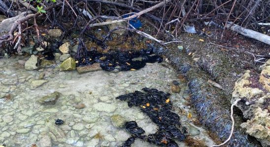 Oel aus gekentertem Schiff verschmutzt die Ostkueste von Bonaire