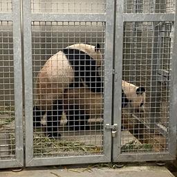 Riesenpandas im Ouwehands Zoo paaren sich wieder „Hart daran gearbeitet