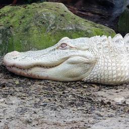 Seltener Alligator operiert nachdem er 70 geworfene Muenzen gefressen hatte