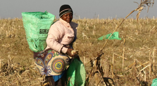 Simbabwe setzt auf Direktsaat um die Auswirkungen von El Nino