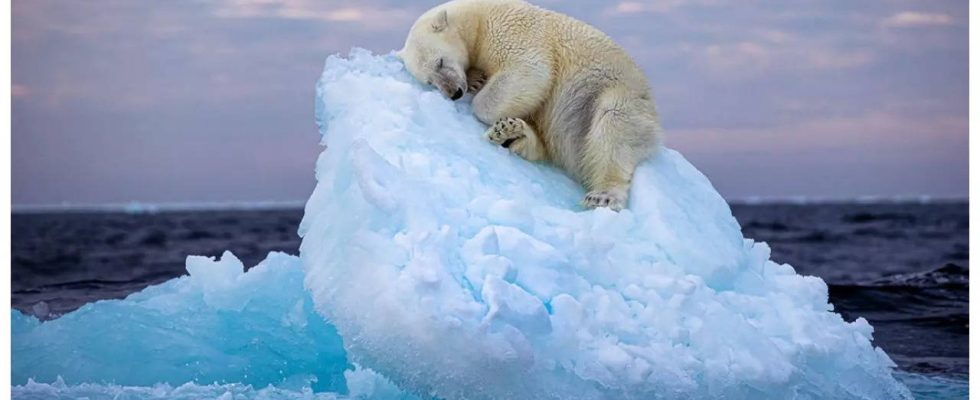 Wildlife Fotograf des Jahres Bild eines schlafenden Eisbaeren gewinnt den Peoples