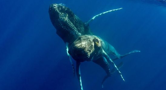 Zum ersten Mal wurde die Geschlechtsbestimmung von Buckelwalen aufgezeichnet beide