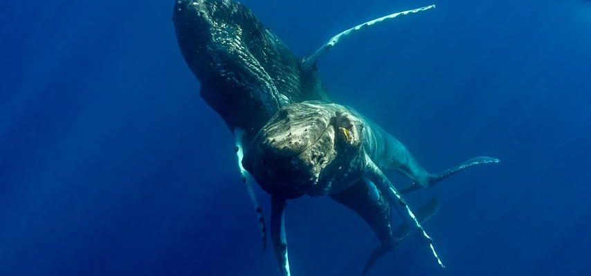 Zum ersten Mal wurde die Geschlechtsbestimmung von Buckelwalen aufgezeichnet beide