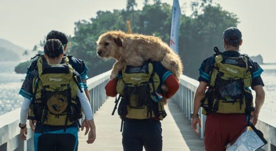 Der Hundefilm von Mark Wahlberg hat keinen Biss