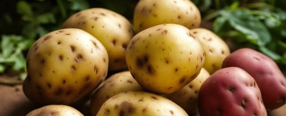 Der Vorschlag der US Regierung Kartoffeln in Getreide umzuklassifizieren loest bei