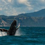 Stammesfuehrer fordert Wale als Menschen anzuerkennen – World