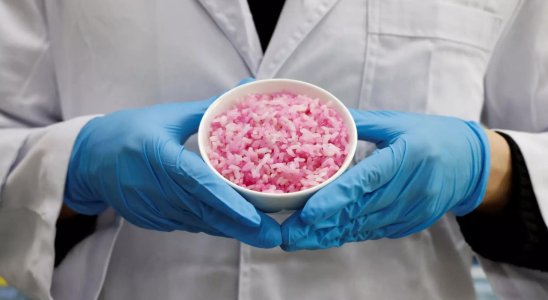 Suedkoreanische Wissenschaftler zuechten Rinderzellen in Reis als Proteinalternative