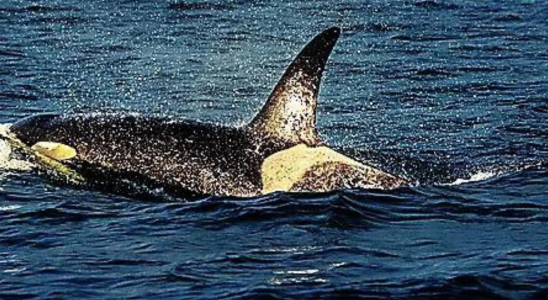Um Wale zu schuetzen verleihen polynesische indigene Gruppen ihnen eine