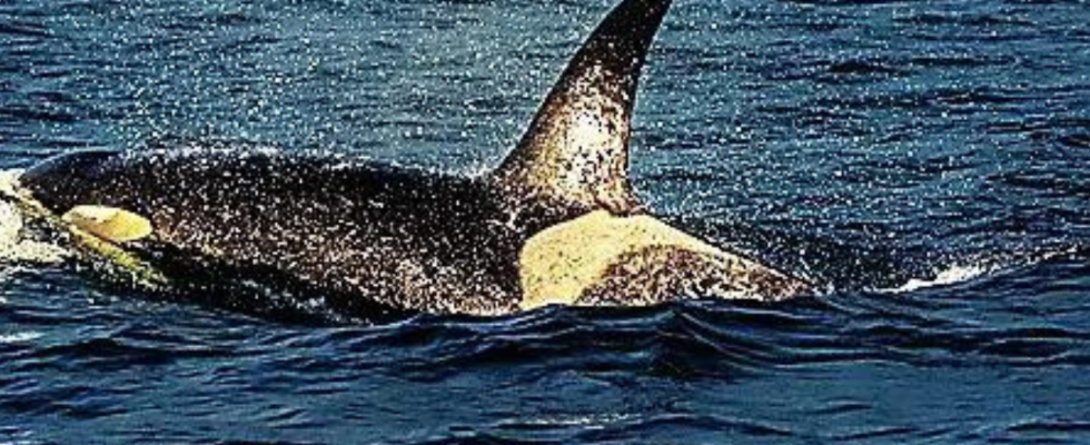 Um Wale zu schuetzen verleihen polynesische indigene Gruppen ihnen eine