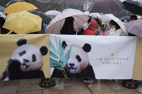 Südkoreaner verabschieden sich emotional vom geliebten Panda, der nach China aufbricht (2)