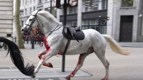 Blutueberstroemte Pferde laufen im Zentrum von London Amok VIDEO –