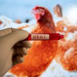 Haeufig gestellte Fragen Ueberreste des Vogelgrippevirus in Einzelhandelsmilch in den