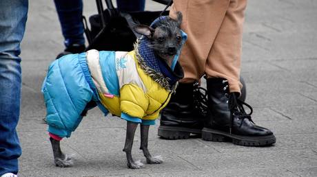 Steuerzahler im EU Land zahlten fuer die Unterbringung ukrainischer Hunde und