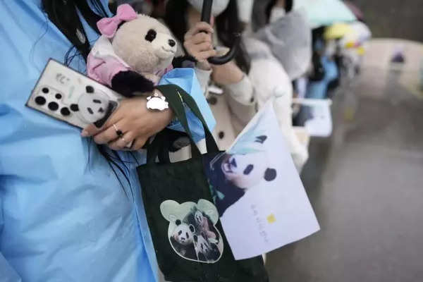Suedkoreaner nehmen emotional Abschied vom geliebten Panda der nach China