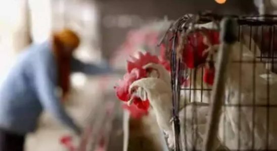 Wegen der Vogelgrippe H5N1 schrillen die Alarmglocken Experten warnen vor