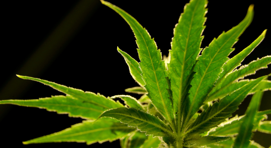Bericht US amerikanische Drogenbehoerde will Marihuana als weniger gefaehrliche Droge neu
