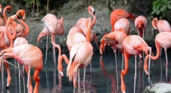 Chilenische Wissenschaftler verfolgen Flamingos per Satellit um die schrumpfende Population
