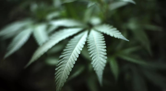 Eine Aenderung der Marihuana Regulierung koennte in weiteren US Bundesstaaten zur Legalisierung