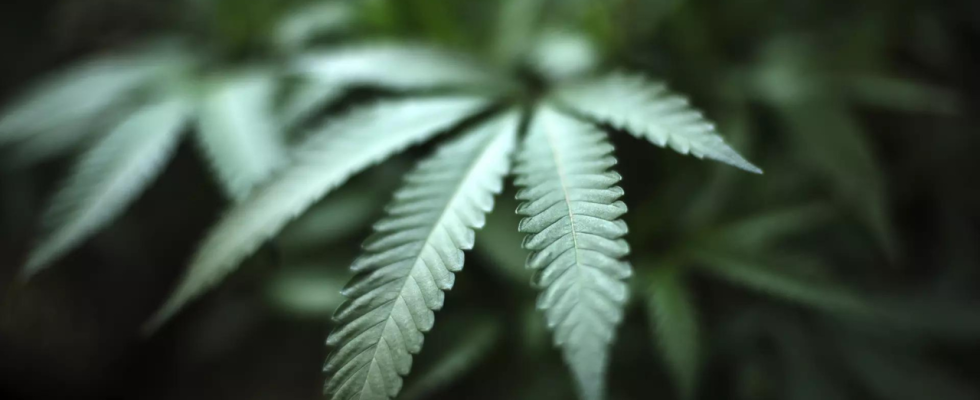 Eine Aenderung der Marihuana Regulierung koennte in weiteren US Bundesstaaten zur Legalisierung
