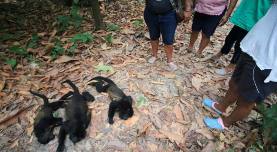 Extreme Hitze Affen fallen tot von Baeumen