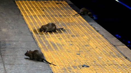 New Yorker Buergermeister kuendigt Gipfel zur Bekaempfung der Rattenkrise an