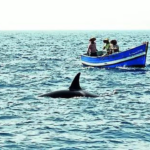 Orcas versenken ein weiteres Boot in der Naehe von Iberia