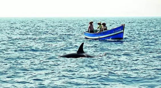 Orcas versenken ein weiteres Boot in der Naehe von Iberia