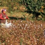 USA verbieten Import chinesischer „Voelkermord Baumwolle – World