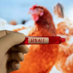 Vogelgrippe im Westen Chinas festgestellt waehrend die USA den Rinderausbruch