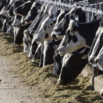 Vogelgrippevirus im Rindfleisch einer kranken Kuh gefunden US Behoerden erklaeren Fleisch
