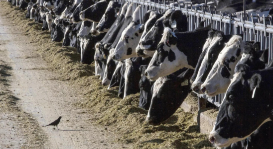 Vogelgrippevirus im Rindfleisch einer kranken Kuh gefunden US Behoerden erklaeren Fleisch