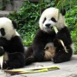 China nimmt „Panda Diplomatie mit den USA wieder auf — World