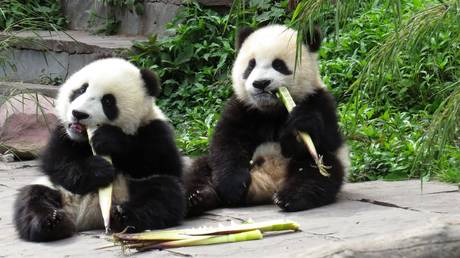 China nimmt „Panda Diplomatie mit den USA wieder auf — World