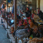 Erster Todesfall durch Vogelgrippe H5N2 gemeldet — World