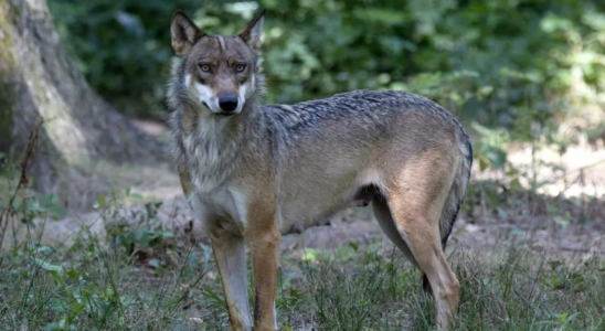 Joggerin nach Wolfsangriff in franzoesischem Tierpark auf der Intensivstation