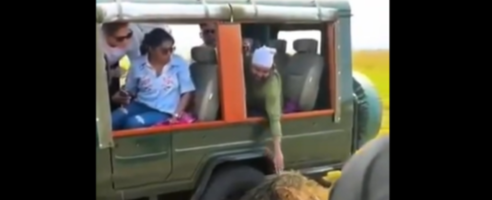 Kenia Safari „Idiot hat tatsaechlich Loewen angefasst Inderin erzaehlt in viralem