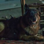 Norman Reedus und andere „Walking Dead Stars wuerdigen den guten Hund