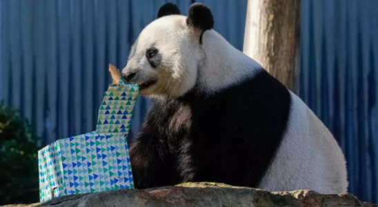 Panda Diplomatie China verspricht neue „entzueckende Pandas als Ersatz fuer Australiens